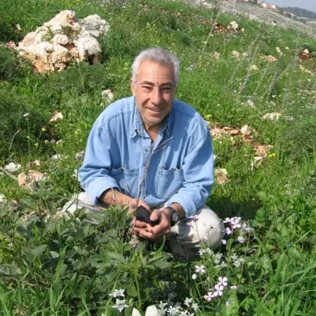 אריה, 84Иерусалим 